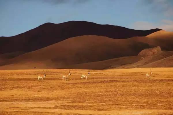 野生動植物的天堂——羌塘