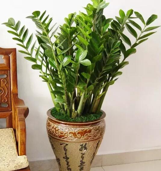 2017年養(yǎng)這些植物最旺財運