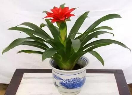 2017年養(yǎng)這些植物最旺財運