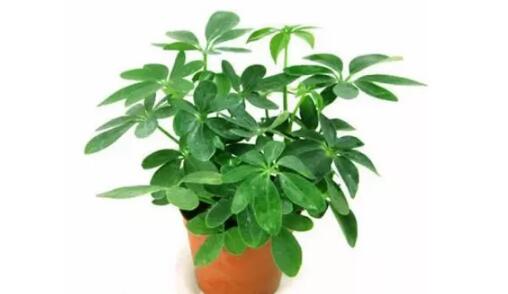 2017年養(yǎng)這些植物最旺財運