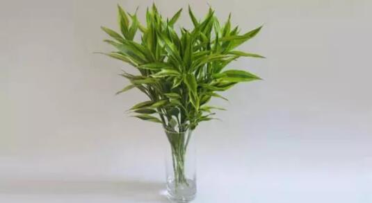 2017年養這些植物最旺財運