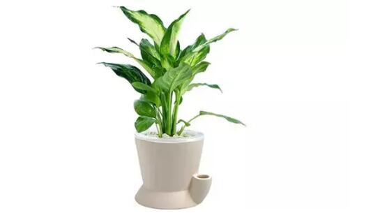 2017年養這些植物最旺財運