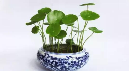 2017年養這些植物最旺財運