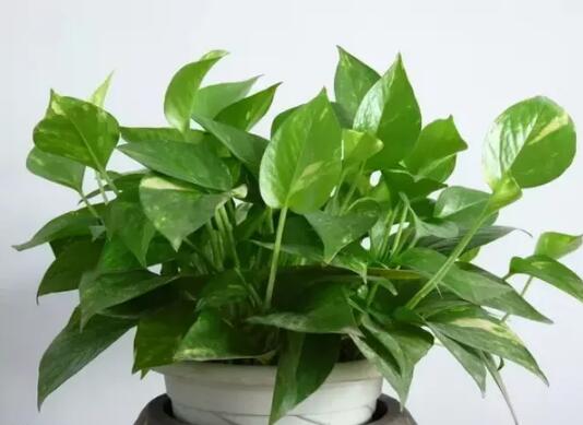 2017年養這些植物最旺財運