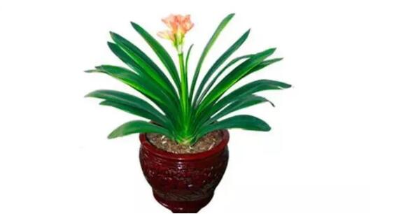 2017年養這些植物最旺財運