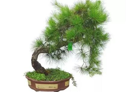 2017年養這些植物最旺財運