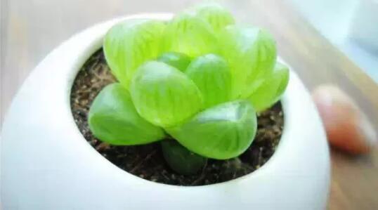 2017年養這些植物最旺財運