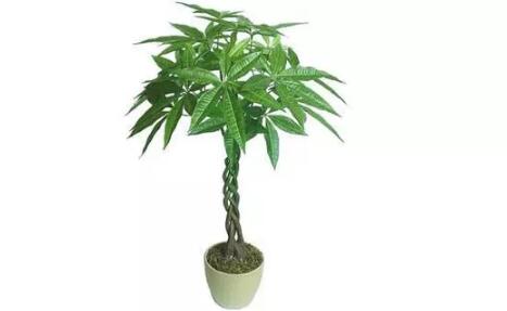 2017年養這些植物最旺財運