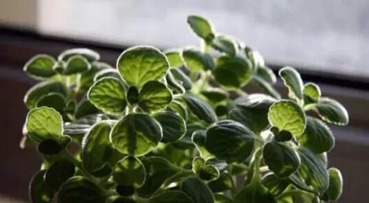 2017年養這些植物最旺財運