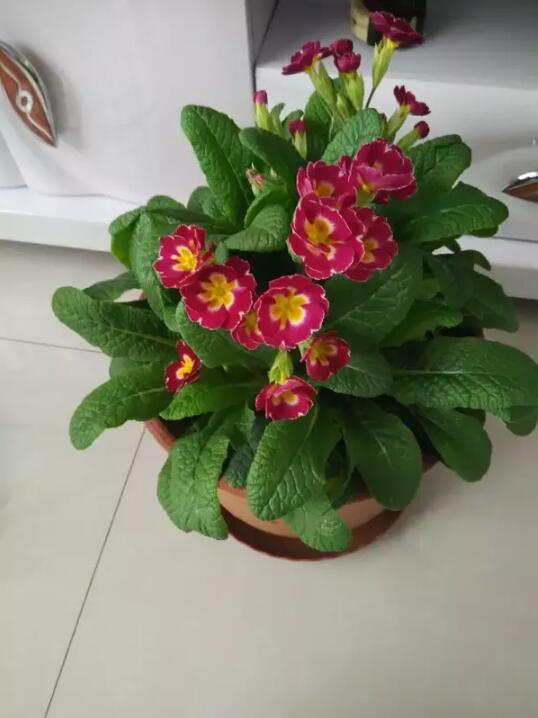 春季家庭適宜種植的花卉