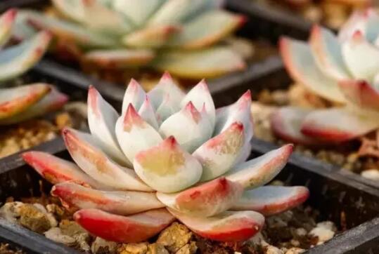 春季家庭適宜種植的花卉