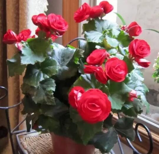 春季家庭適宜種植的花卉