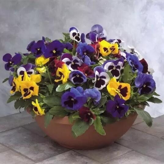 春季家庭適宜種植的花卉