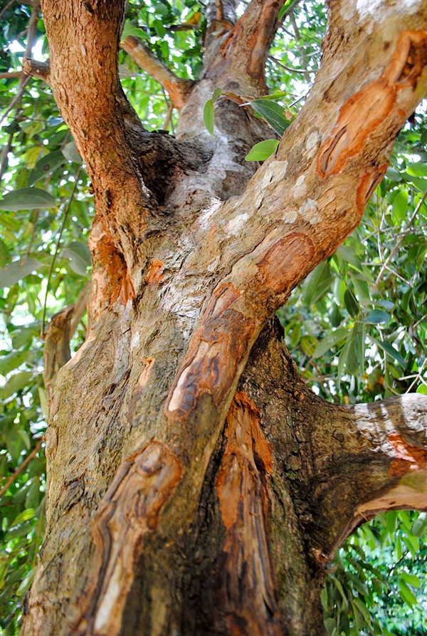 一些植物從開花到結果的照片