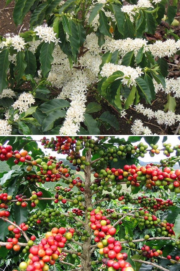 一些植物從開花到結(jié)果的照片