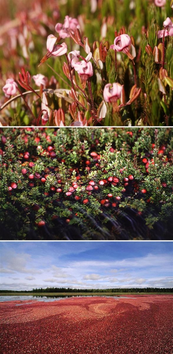 一些植物從開花到結果的照片