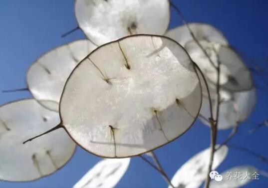 史上最奇特植物