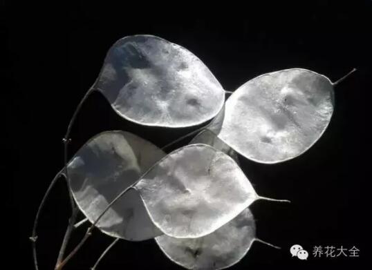 史上最奇特植物