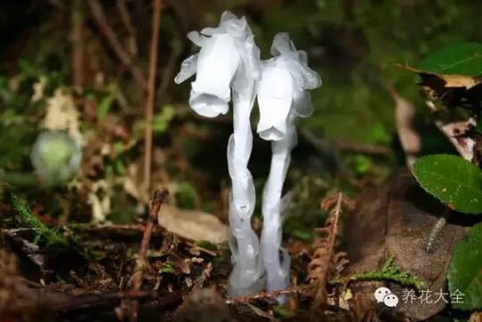 史上最奇特植物