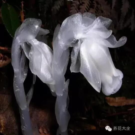 史上最奇特植物