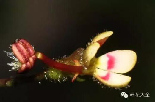 史上最奇特植物