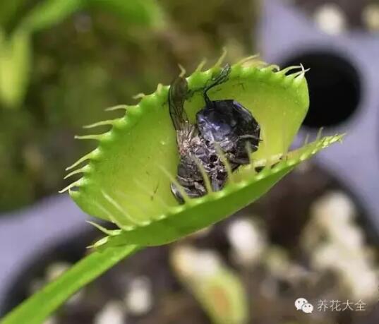 史上最奇特植物