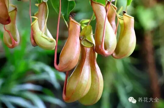 史上最奇特植物