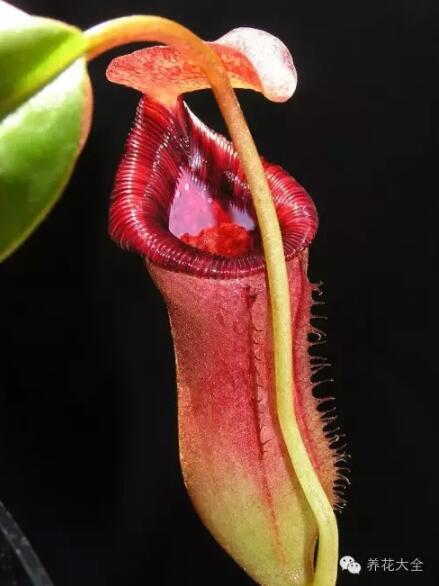 史上最奇特植物