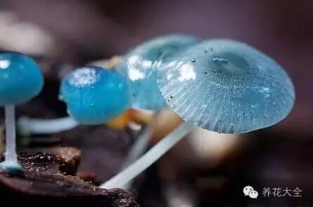 史上最奇特植物
