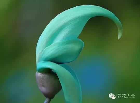 史上最奇特植物