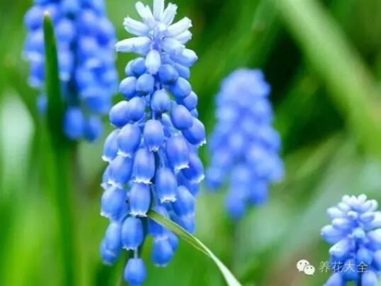 史上最奇特植物