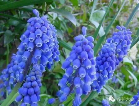 史上最奇特植物