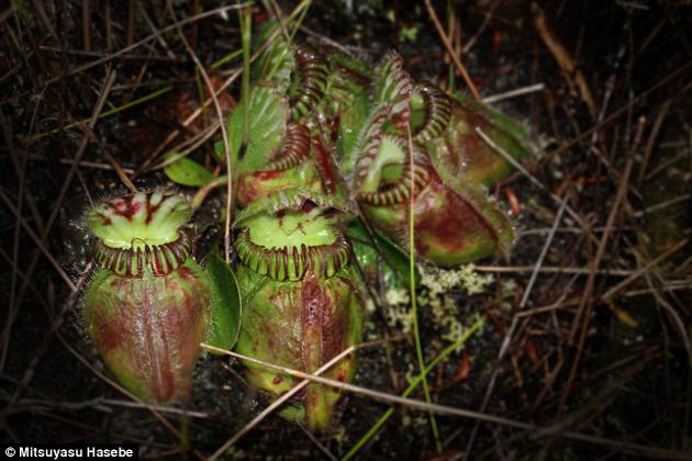 科學(xué)家揭示豬籠草成為肉食植物的遺傳學(xué)機制