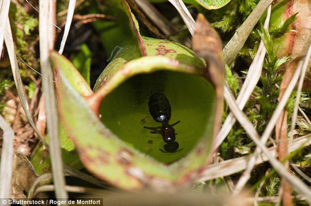 科學(xué)家揭示豬籠草成為肉食植物的遺傳學(xué)機制
