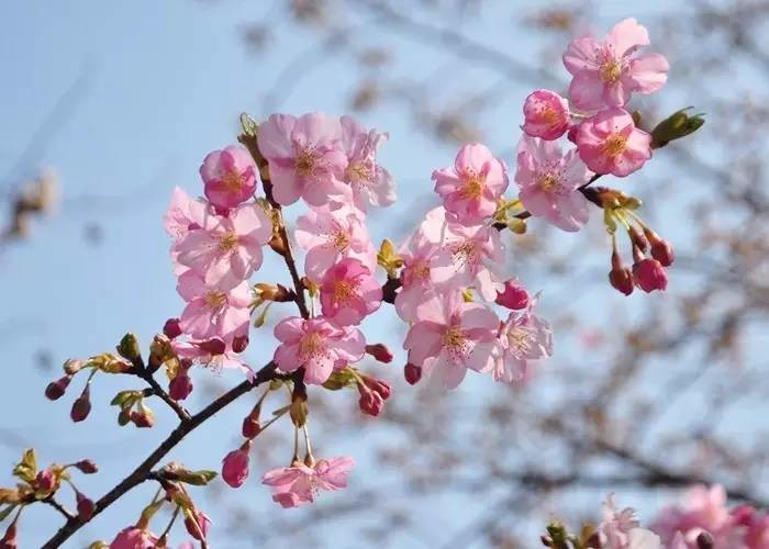 滬兩大植物園早櫻即將盛放