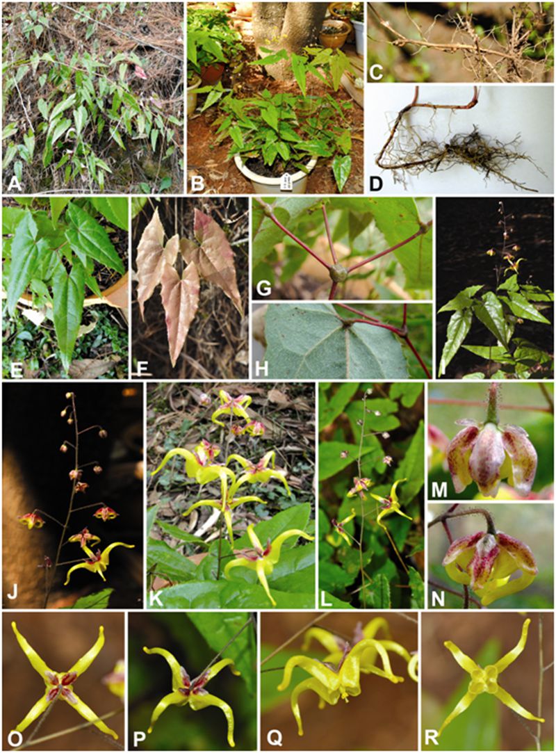 武漢植物園發(fā)現(xiàn)并發(fā)表淫羊藿屬植物新種