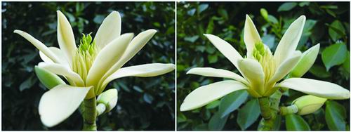 壯麗含笑花開昆明植物園