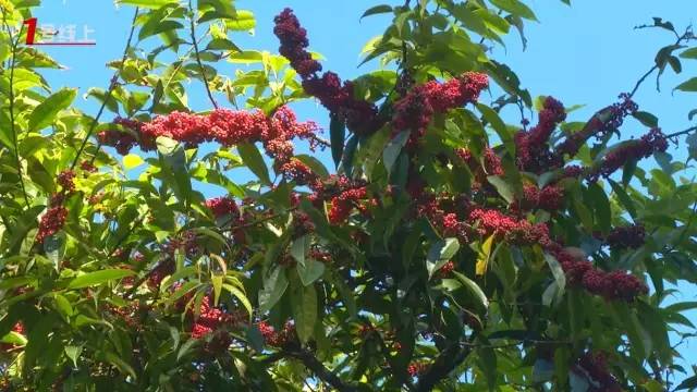 關注自然生境 保護瀕危植物資源
