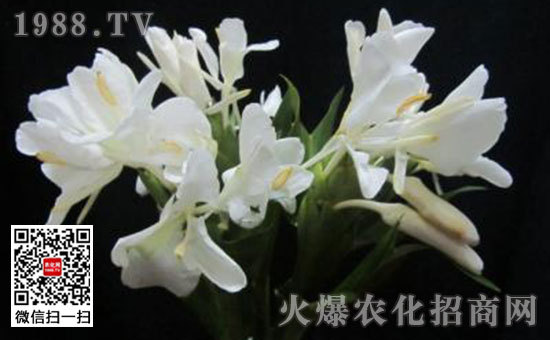 姜花是生姜的花嗎，姜花怎么種植栽培