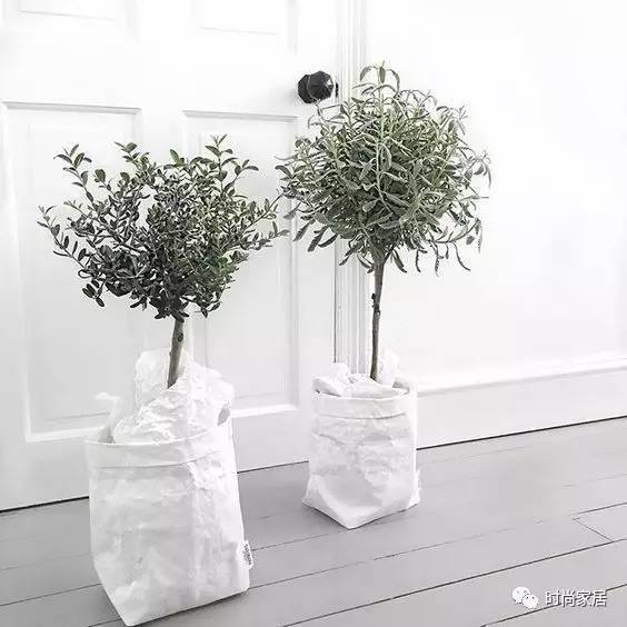 當植物碰到紙袋呈現想不到的效果