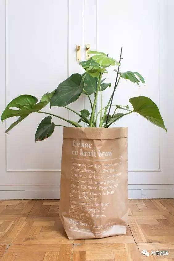 當植物碰到紙袋呈現想不到的效果