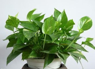 電腦防輻射植物匯總