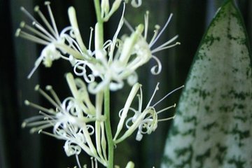 電腦防輻射植物匯總