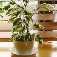 電腦防輻射植物匯總