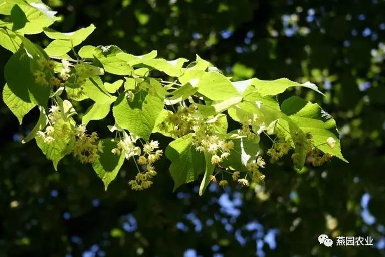 何為“世界五大行道樹”?