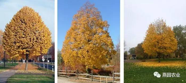 何為“世界五大行道樹”?