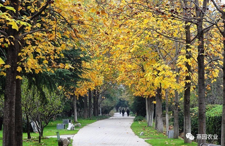 何為“世界五大行道樹”?