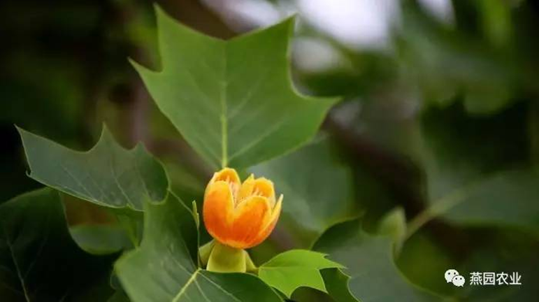 何為“世界五大行道樹”?