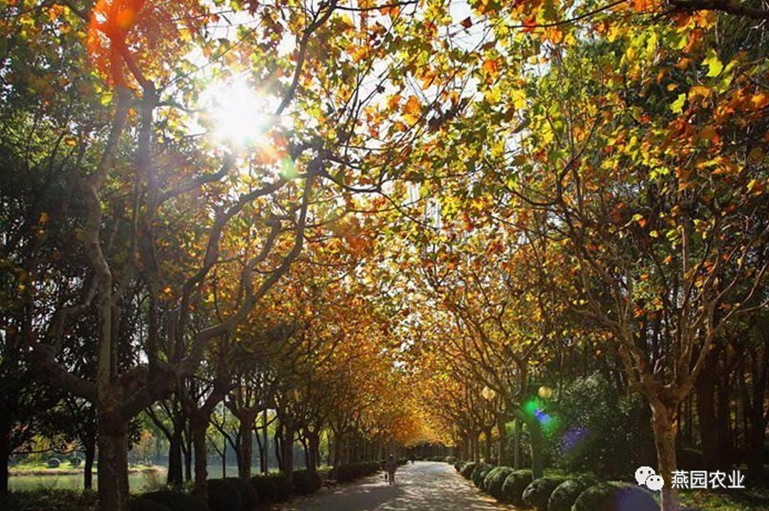 何為“世界五大行道樹”?