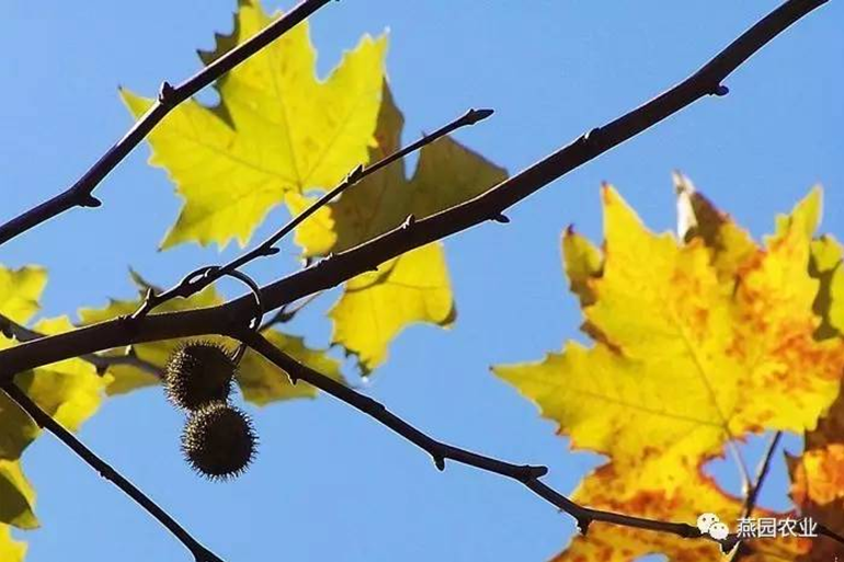 何為“世界五大行道樹”?